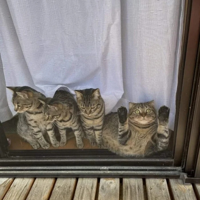 Funny Pets (20 pics)