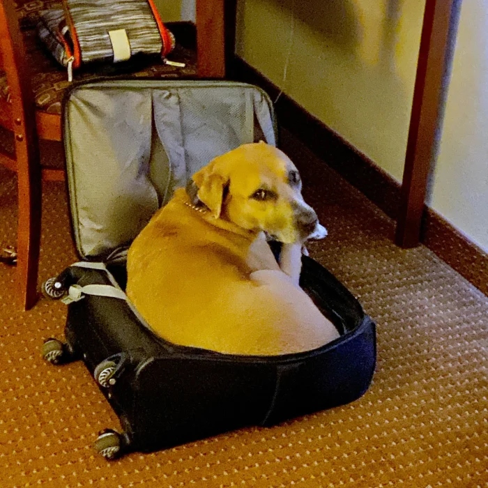 Funny Pets (20 pics)