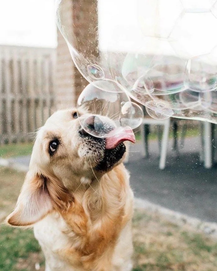 Funny Pets (20 pics)