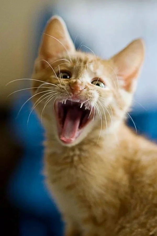 Funny Pets (20 pics)