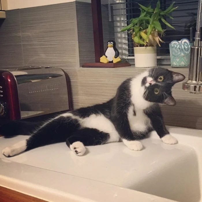 Funny Pets (20 pics)