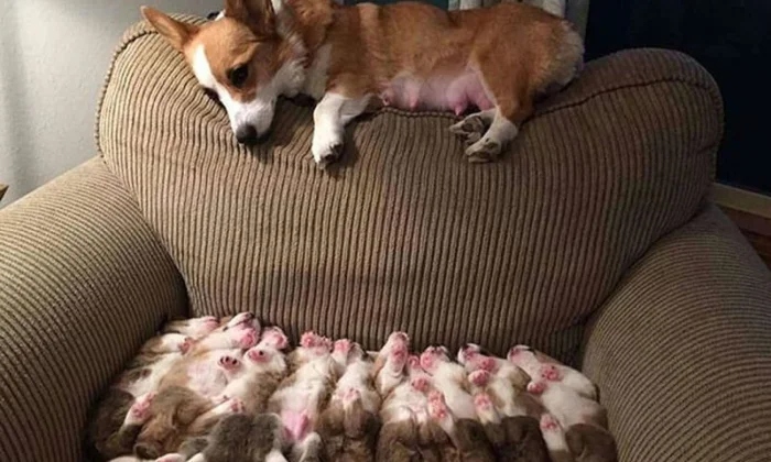 Funny Pets (20 pics)