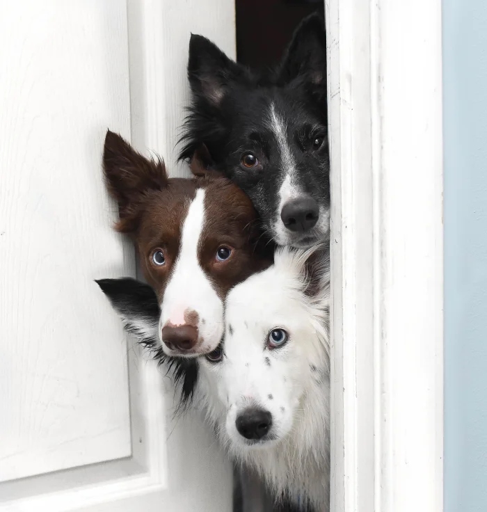 Funny Pets (20 pics)
