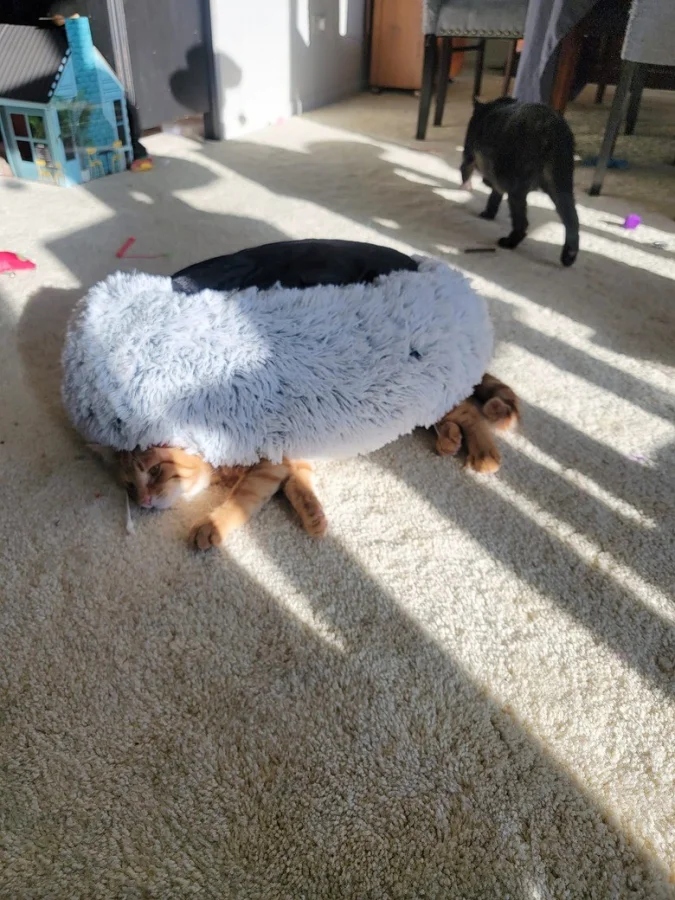 Funny Pets (20 pics)