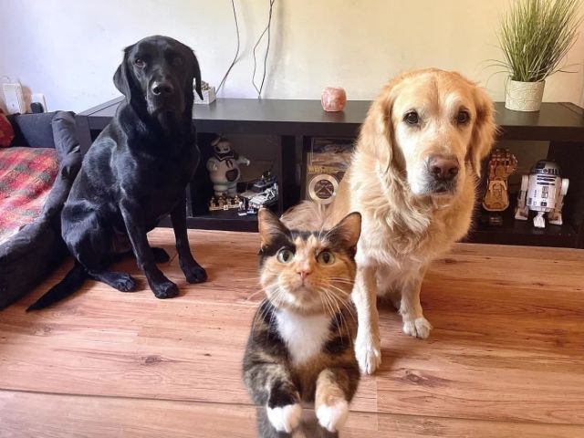 Funny Pets (20 pics)