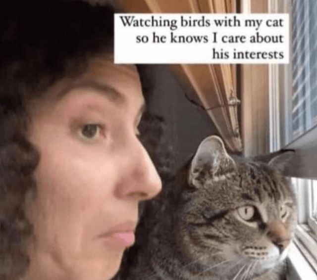 Memes And Photos For Cats Lovers (28 pics)