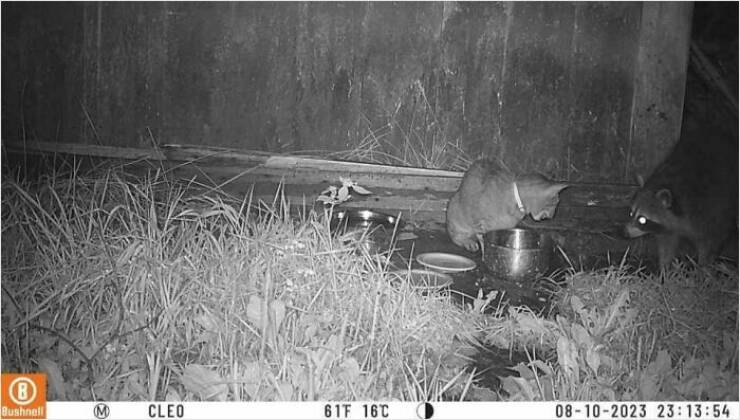 Funny Photos From Forest Cams (23 pics) Funny Photos From Forest Cams (23 pics)