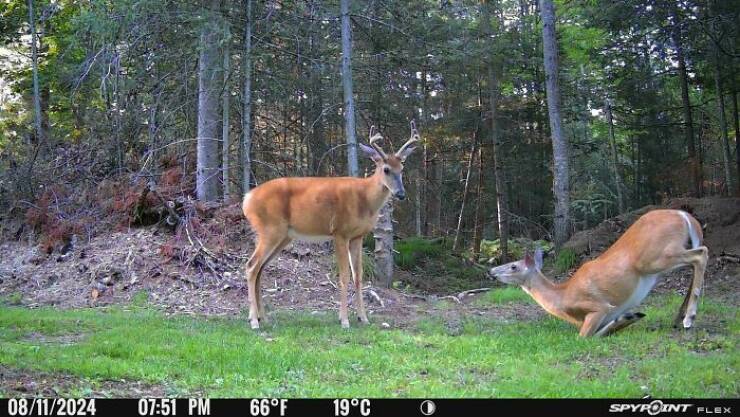 Funny Photos From Forest Cams (23 pics) Funny Photos From Forest Cams (23 pics)