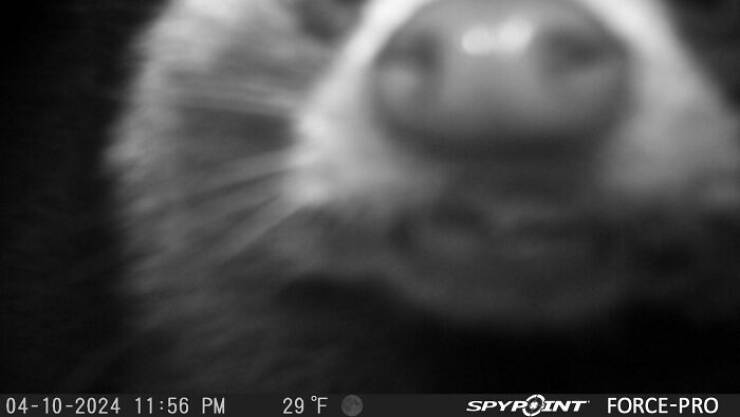 Funny Photos From Forest Cams (23 pics) Funny Photos From Forest Cams (23 pics)