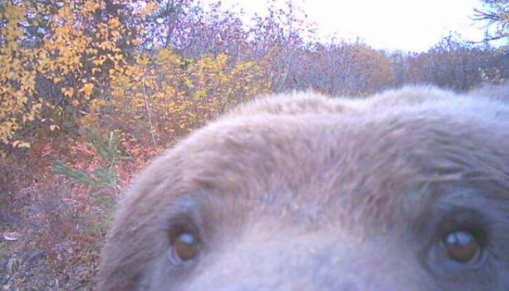 Funny Photos From Forest Cams (23 pics) Funny Photos From Forest Cams (23 pics)