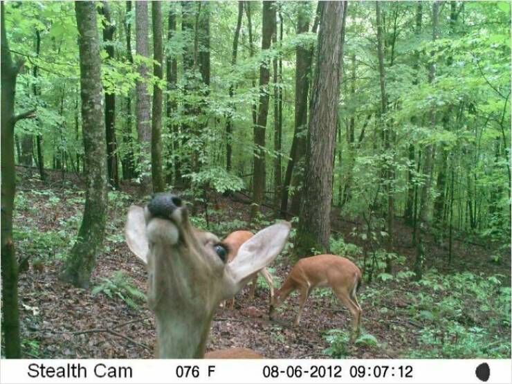 Funny Photos From Forest Cams (23 pics) Funny Photos From Forest Cams (23 pics)