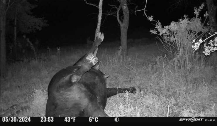 Funny Photos From Forest Cams (23 pics) Funny Photos From Forest Cams (23 pics)