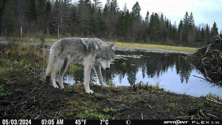 Funny Photos From Forest Cams (23 pics) Funny Photos From Forest Cams (23 pics)