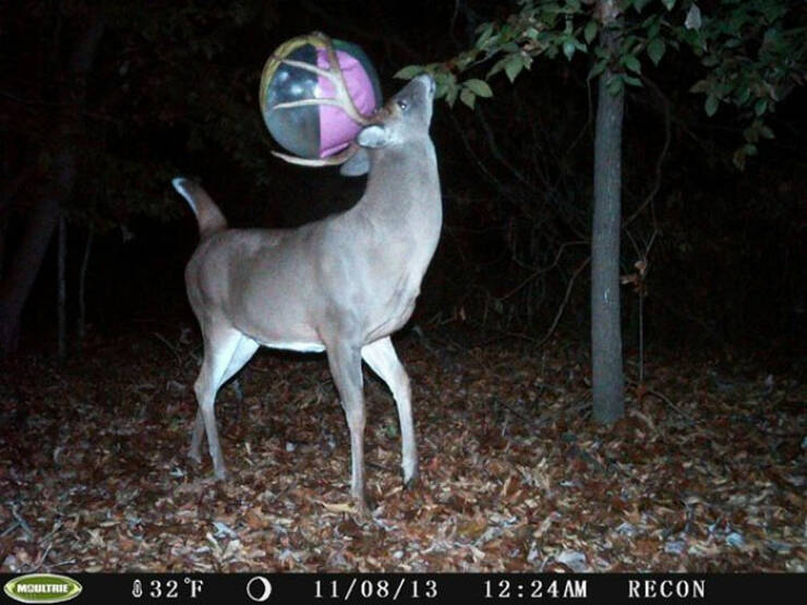 Funny Photos From Forest Cams (23 pics) Funny Photos From Forest Cams (23 pics)