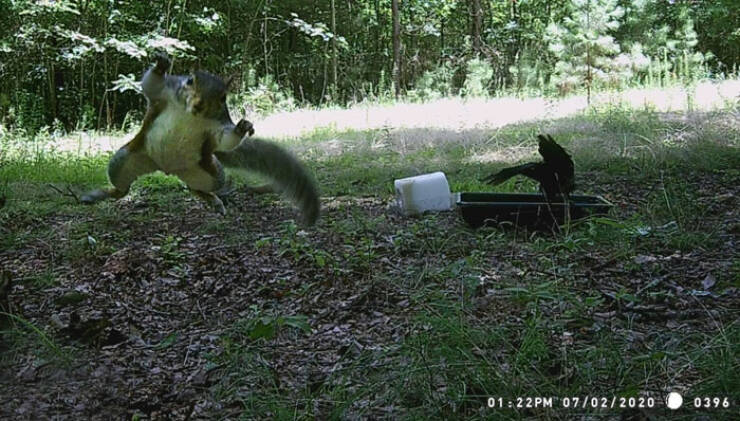 Funny Photos From Forest Cams (23 pics) Funny Photos From Forest Cams (23 pics)