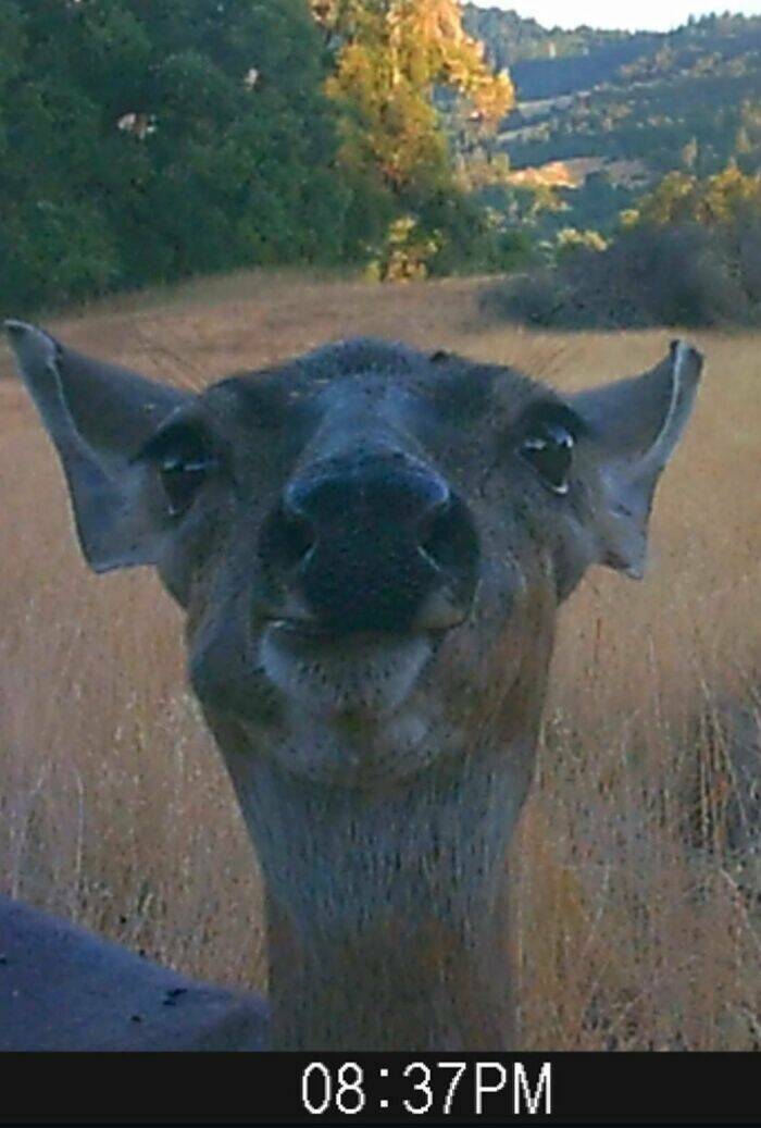 Funny Photos From Forest Cams (23 pics) Funny Photos From Forest Cams (23 pics)
