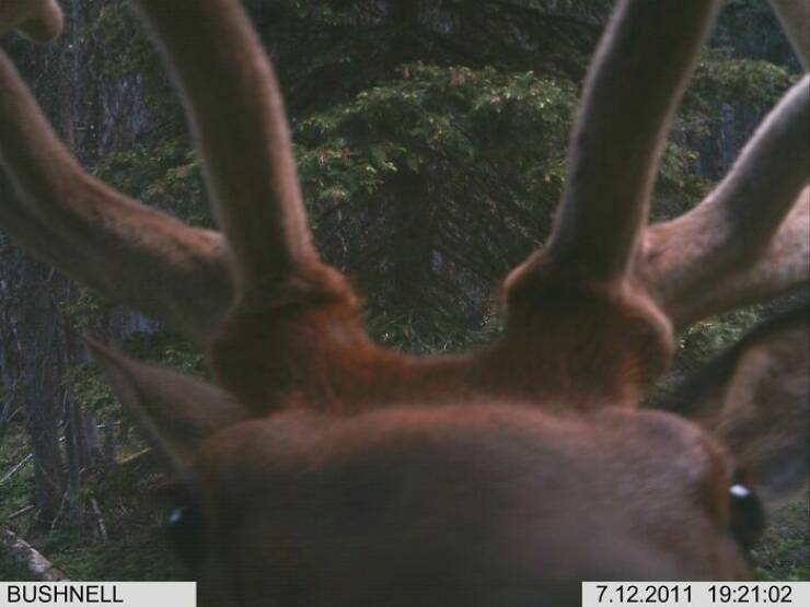 Funny Photos From Forest Cams (23 pics) Funny Photos From Forest Cams (23 pics)