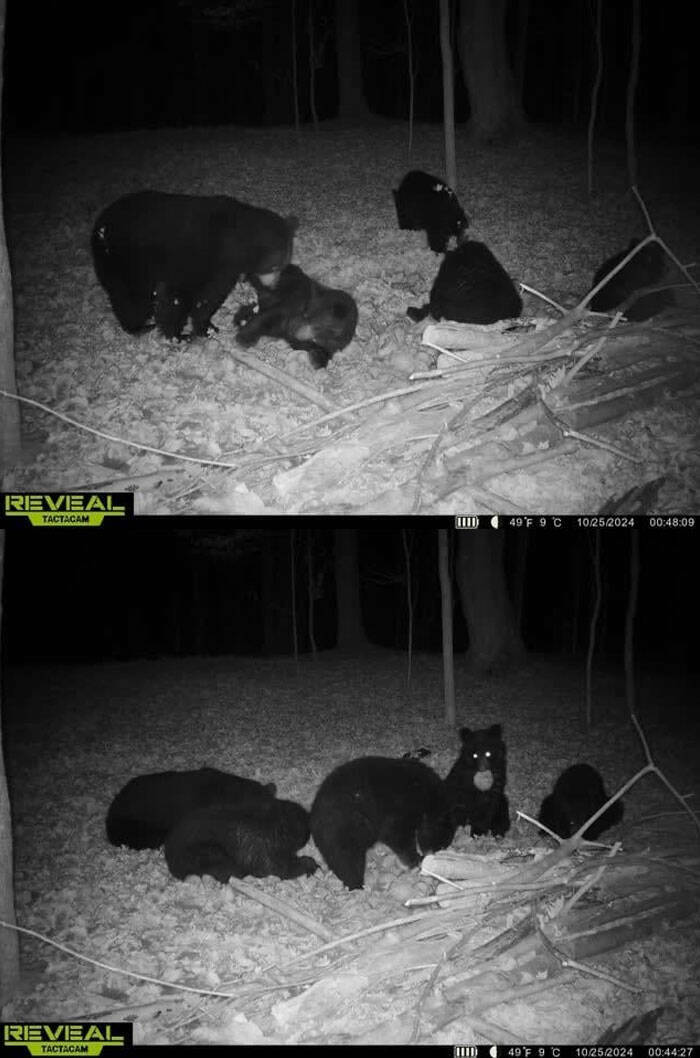 Funny Photos From Forest Cams (23 pics) Funny Photos From Forest Cams (23 pics)