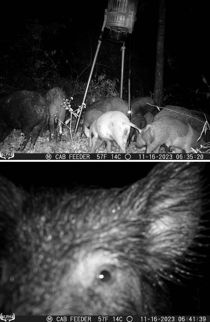 Funny Photos From Forest Cams (23 pics) Funny Photos From Forest Cams (23 pics)