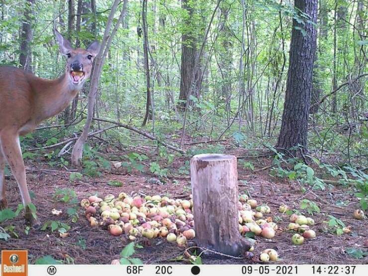 Funny Photos From Forest Cams (23 pics) Funny Photos From Forest Cams (23 pics)