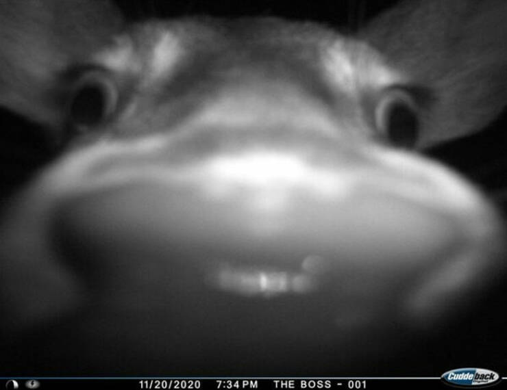 Funny Photos From Forest Cams (23 pics) Funny Photos From Forest Cams (23 pics)