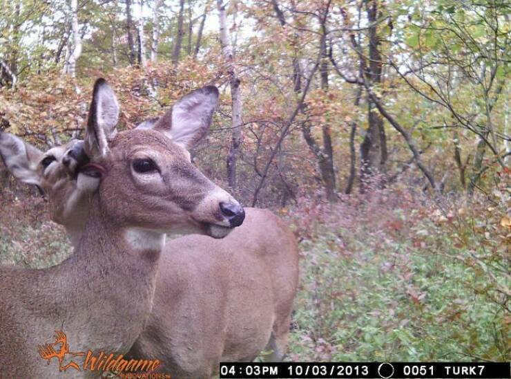 Funny Photos From Forest Cams (23 pics) Funny Photos From Forest Cams (23 pics)