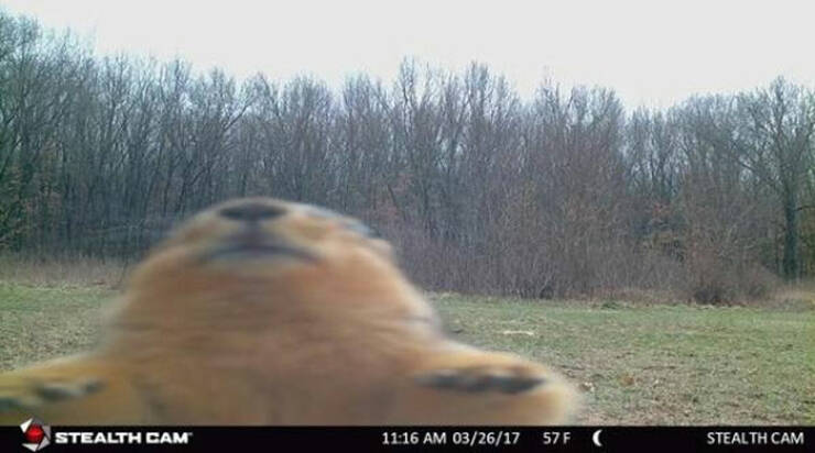 Funny Photos From Forest Cams (23 pics) Funny Photos From Forest Cams (23 pics)