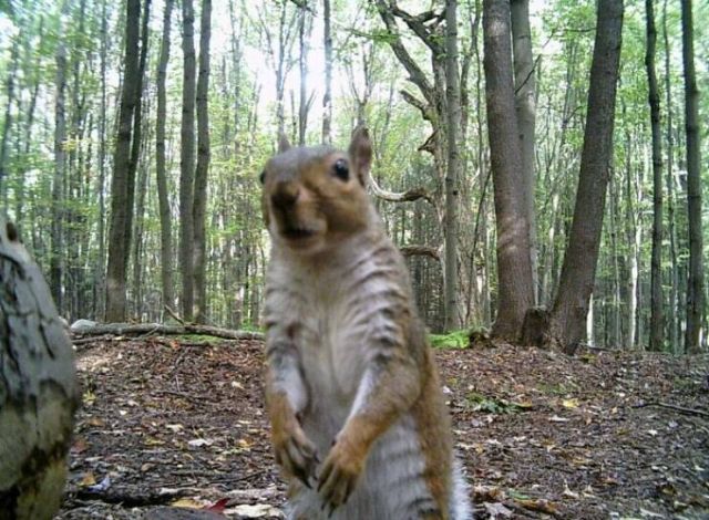 Funny Photos From Forest Cams (23 pics)