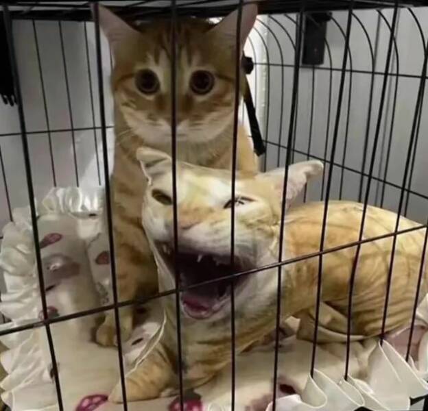 Daily Pictures. Part 1 (66 pics) Daily Pictures. Part 1 (66 pics)