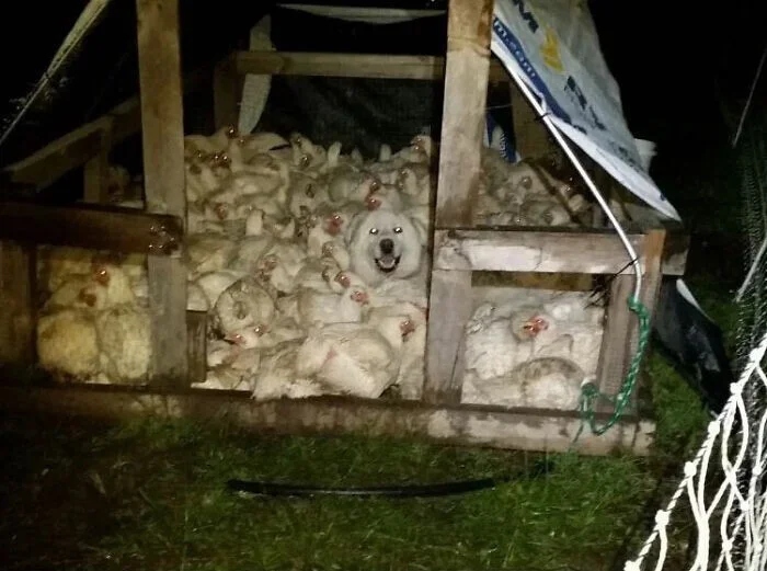 Perfect Camouflage (27 pics) Perfect Camouflage (27 pics)