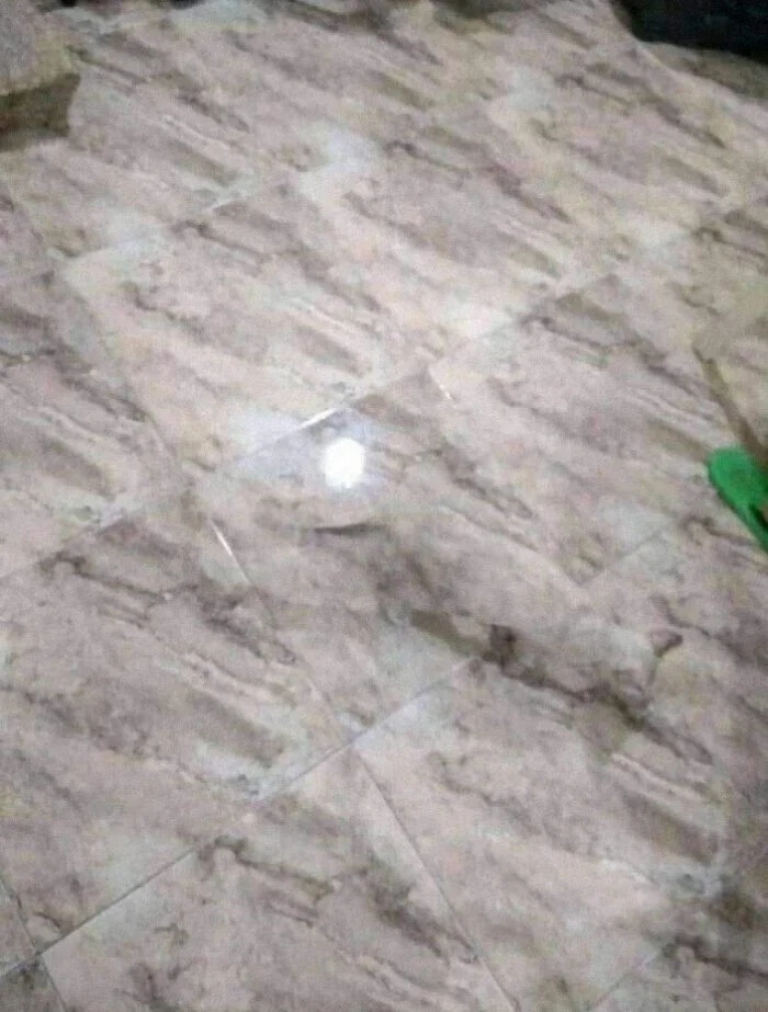 Perfect Camouflage (27 pics) Perfect Camouflage (27 pics)