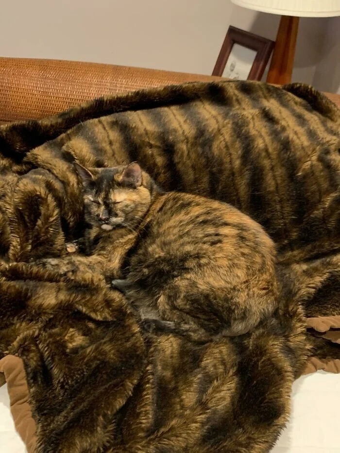 Perfect Camouflage (27 pics) Perfect Camouflage (27 pics)