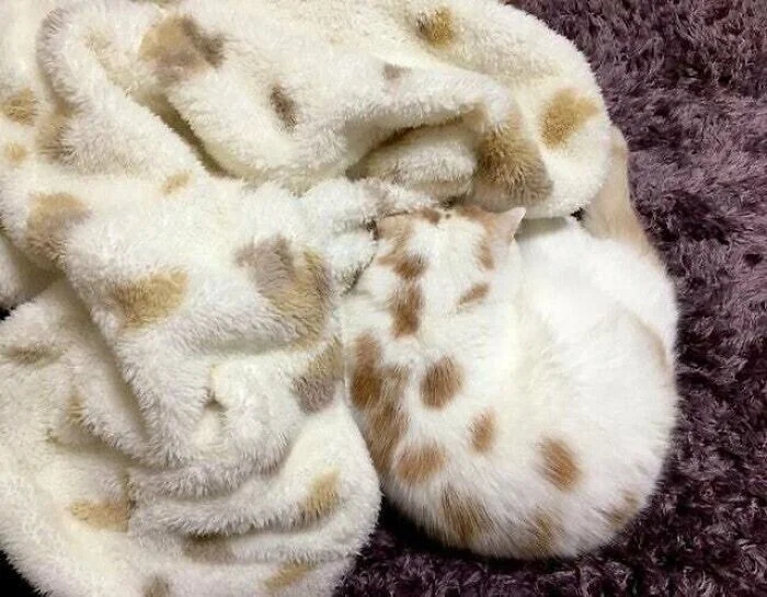 Perfect Camouflage (27 pics) Perfect Camouflage (27 pics)