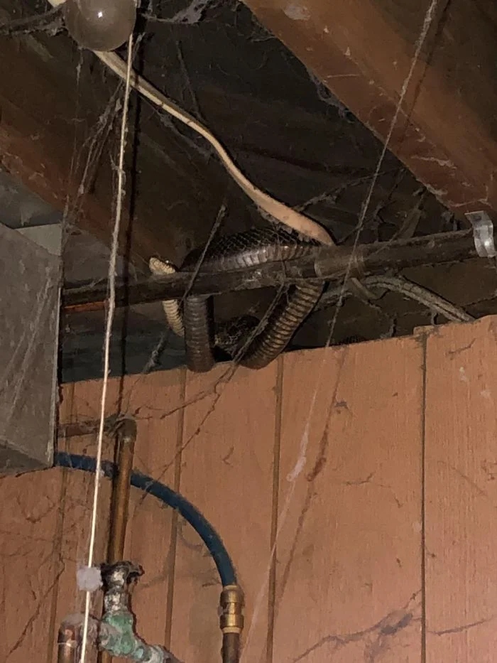 Scary Finds In Houses (25 pics) Scary Finds In Houses (25 pics)