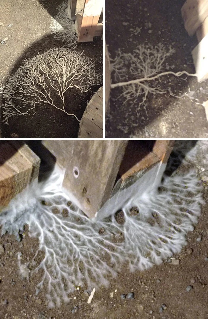 Scary Finds In Houses (25 pics) Scary Finds In Houses (25 pics)