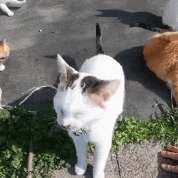 Acid GIFs, October 29 (25 gifs) Acid GIFs, October 29 (25 gifs)