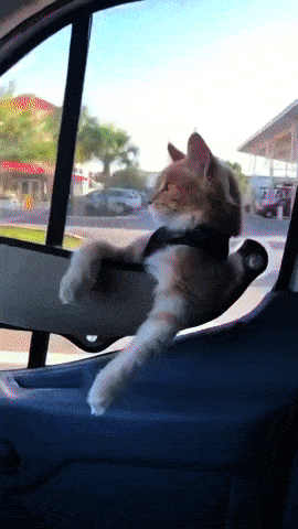 Acid GIFs, October 30 (25 gifs) Acid GIFs, October 30 (25 gifs)