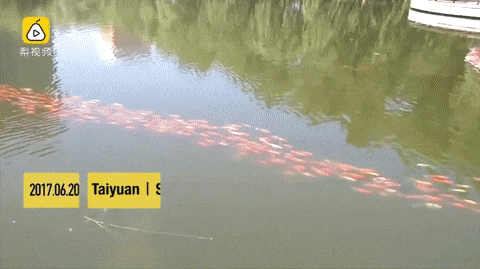 Acid GIFs, October 30 (25 gifs) Acid GIFs, October 30 (25 gifs)