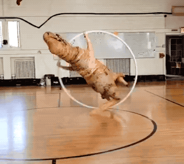 Acid GIFs, October 30 (25 gifs) Acid GIFs, October 30 (25 gifs)