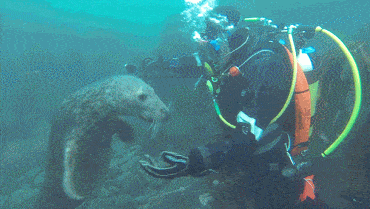 Acid GIFs, October 31 (25 gifs) Acid GIFs, October 31 (25 gifs)