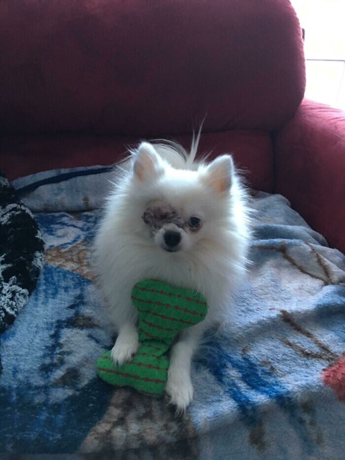 Funny Pets And Their Toys (27 pics) Funny Pets And Their Toys (27 pics)