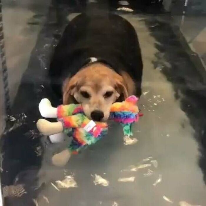 Funny Pets And Their Toys (27 pics) Funny Pets And Their Toys (27 pics)