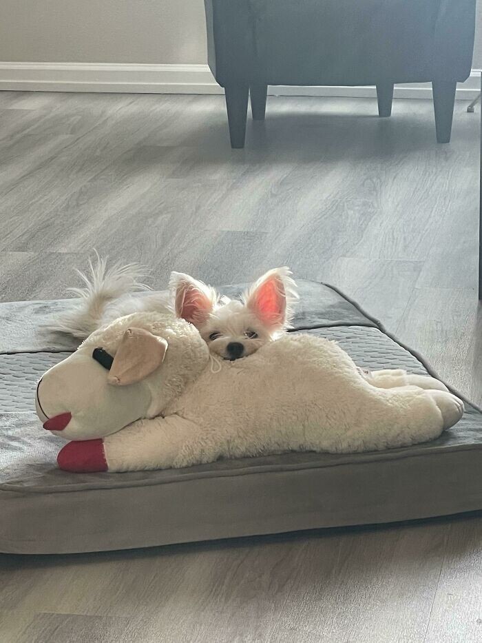 Funny Pets And Their Toys (27 pics) Funny Pets And Their Toys (27 pics)