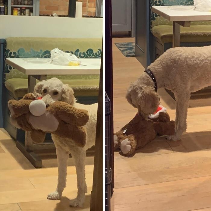 Funny Pets And Their Toys (27 pics) Funny Pets And Their Toys (27 pics)