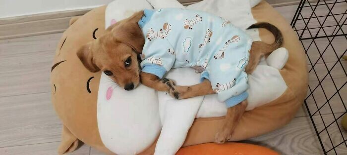 Funny Pets And Their Toys (27 pics) Funny Pets And Their Toys (27 pics)