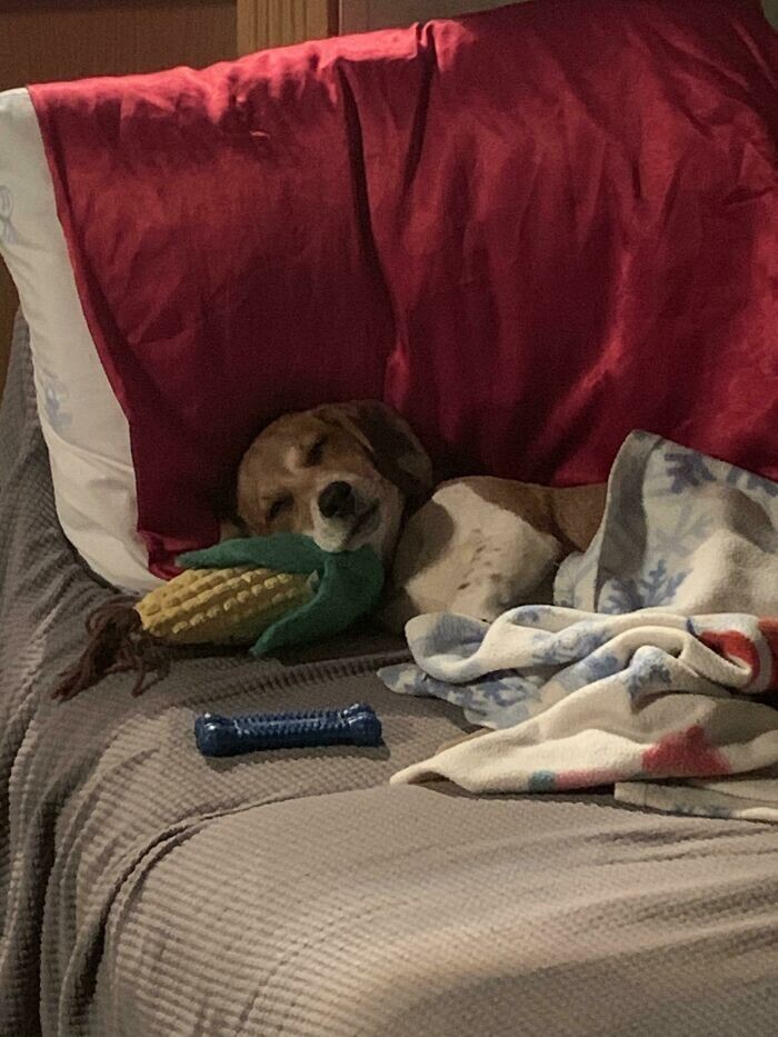 Funny Pets And Their Toys (27 pics) Funny Pets And Their Toys (27 pics)