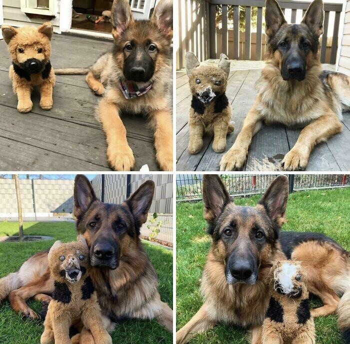 Funny Pets And Their Toys (27 pics) Funny Pets And Their Toys (27 pics)