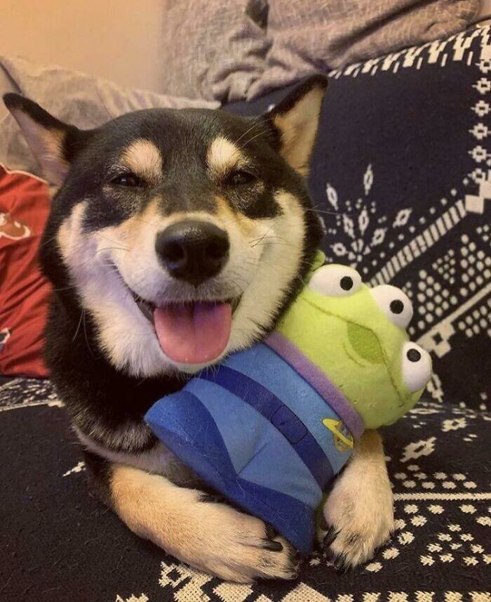 Funny Pets And Their Toys (27 pics) Funny Pets And Their Toys (27 pics)