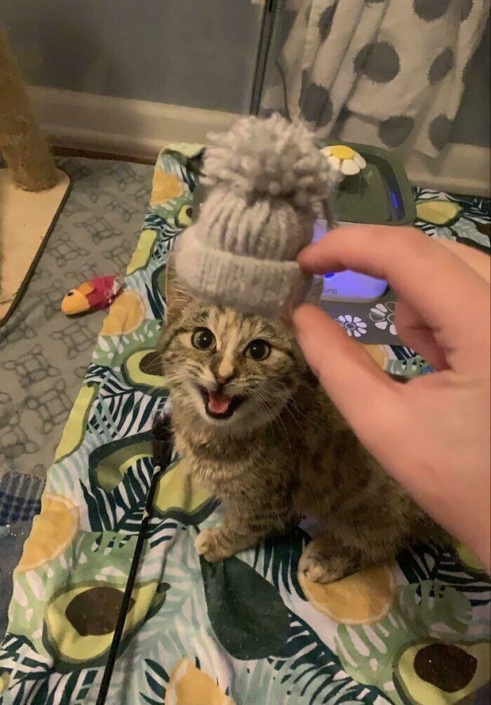 Funny Pets And Their Toys (27 pics) Funny Pets And Their Toys (27 pics)