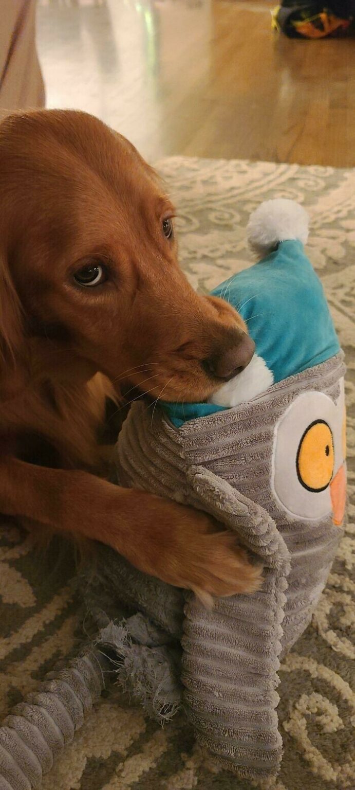 Funny Pets And Their Toys (27 pics) Funny Pets And Their Toys (27 pics)